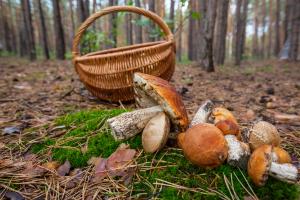 Chiedere il tesserino per la raccolta dei funghi epigei