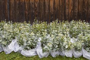 Chiedere la concessione di piantine forestali