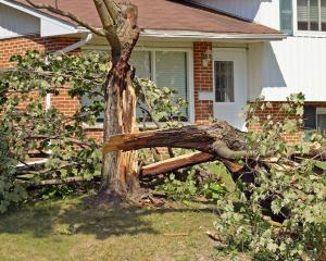 Chiedere l'abbattimento di un albero con urgenza per pericolosità immediata